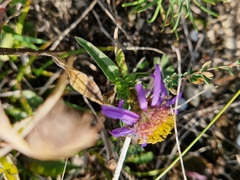 Aster amellus
