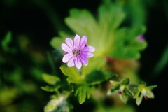 Geranium pyrenaicum