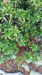 Rhododendron