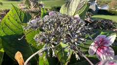 Hydrangea macrophylla