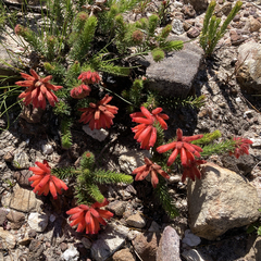 Erica cerinthoides cerinthoides