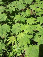 Acer pseudosieboldianum