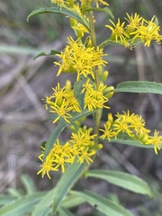 Solidago leavenworthii