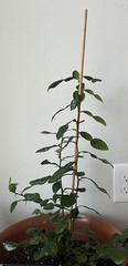 Magnoliopsida