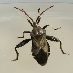 Piezogaster calcarator