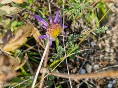 Aster amellus