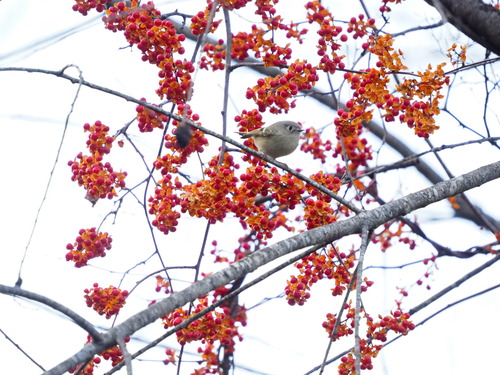 Ruby-crowned Kinglet photographed in West Virginia