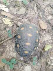 Chelonoidis carbonarius