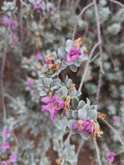Leucophyllum frutescens