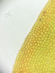 Syntrichia laevipila