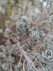 Leucophyllum frutescens