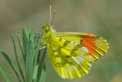 Anthocharis euphenoides