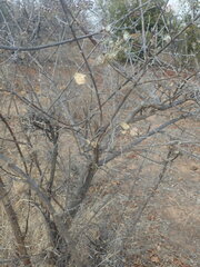 Combretum mossambicense