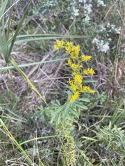 Solidago leavenworthii