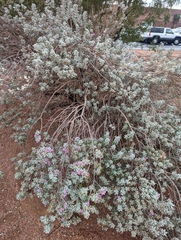 Leucophyllum frutescens