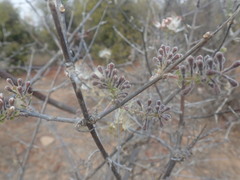 Combretum mossambicense