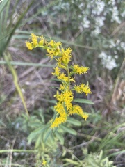 Solidago leavenworthii