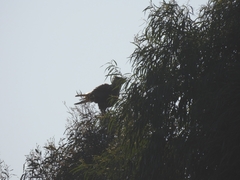 Caracara