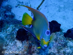 Holacanthus ciliaris