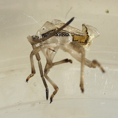 Piezogaster calcarator