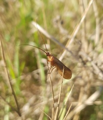 Anabolia