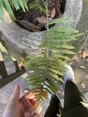 Deparia acrostichoides