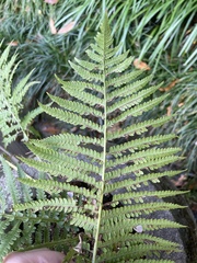 Deparia acrostichoides