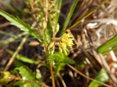 Rorippa palustris palustris