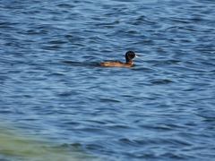 Heteronetta atricapilla