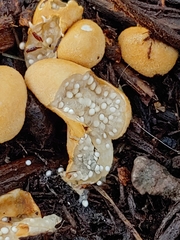 Nidularia deformis