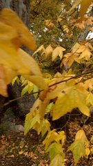 Platanus