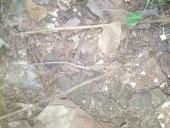 Stenocercus erythrogaster