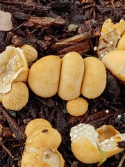 Nidularia deformis