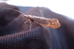 Glyphopsyche irrorata
