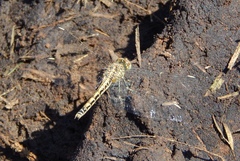 Brachythemis leucosticta