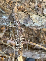 Trichaptum abietinum