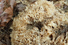 Sparassis crispa