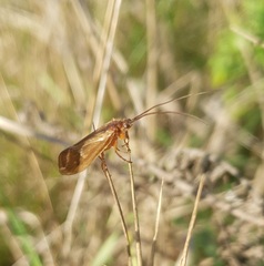 Anabolia
