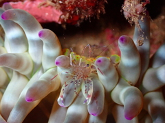 Periclimenes aegylios