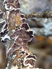 Trichaptum abietinum