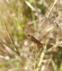 Anabolia