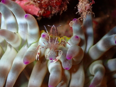 Periclimenes aegylios