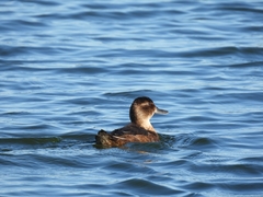 Heteronetta atricapilla