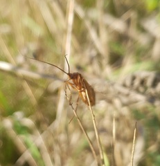 Anabolia