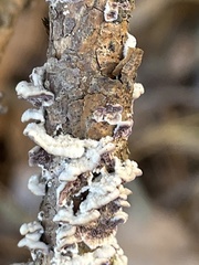 Trichaptum abietinum