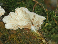 Claudopus