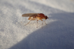 Suillia laevis
