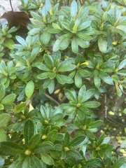 Stephanitis pyrioides