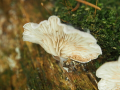 Claudopus