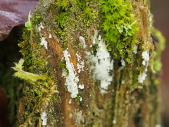 Henningsomyces candidus